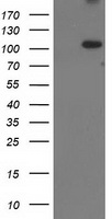 XPF Antibody