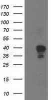 Nudel Antibody