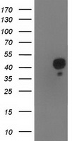 Nudel Antibody