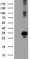 SOCS3 Antibody