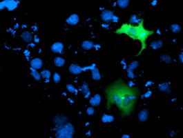 MDS028 Antibody