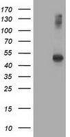AP2M1 Antibody