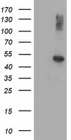 AP2M1 Antibody