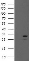EIF4E Antibody