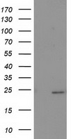 SOCS3 Antibody