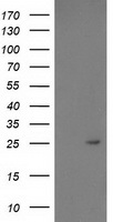 PDF Antibody