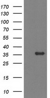 Monoacylglycerol Lipase Antibody