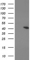 PRKAR1B Antibody
