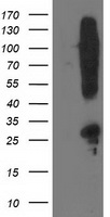SNAP25 Antibody