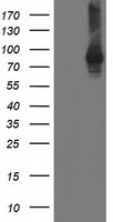 STAT4 Antibody