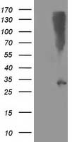 SNAP25 Antibody