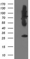 SNAP25 Antibody