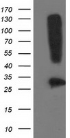 SNAP25 Antibody