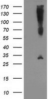 SNAP25 Antibody