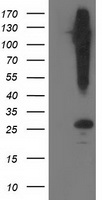 SNAP25 Antibody