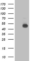 NDUFAF7 Antibody