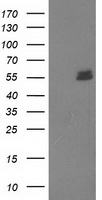 UBOX5 Antibody