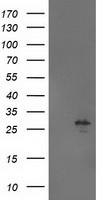 AK3L1 Antibody