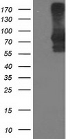 STAT4 Antibody