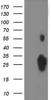 C1orf50 Antibody