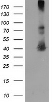 EB2 Antibody