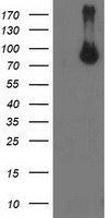 STAT5A Antibody