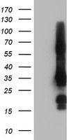 GRAP2 Antibody