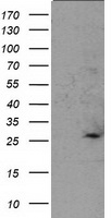 SOCS3 Antibody