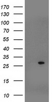 SOCS3 Antibody