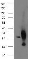 AK3L1 Antibody