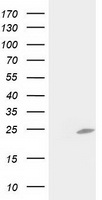 C1orf50 Antibody