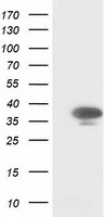 CDK2 Antibody