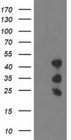 PDLIM2 Antibody