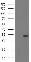HDHD2 Antibody