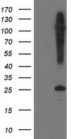 SNAP25 Antibody