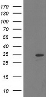 HDHD2 Antibody