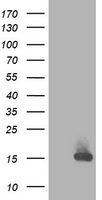 RBP1 Antibody