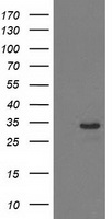 HDHD2 Antibody