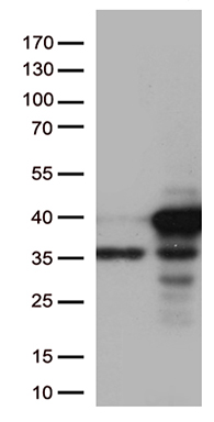 CDK2 Antibody