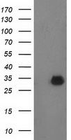 PNMT Antibody