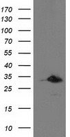PNMT Antibody