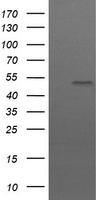 UBOX5 Antibody