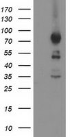 ASCC2 Antibody