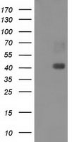 EB2 Antibody