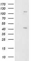 PRKAR1B Antibody