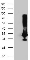 PNMT Antibody