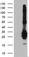 FGF21 Antibody