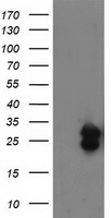FGF21 Antibody