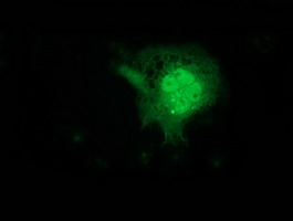 FGF21 Antibody