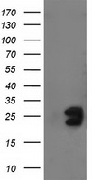 FGF21 Antibody